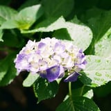 紫陽花２