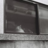 ぼんやりと猫