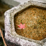 秋の東福寺にて