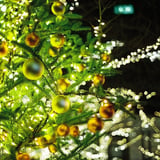夜のクリスマスツリー