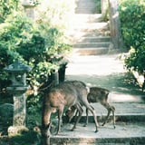 宮島の参道にいた鹿
