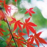 赤と緑