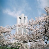 ランドマークタワーと桜