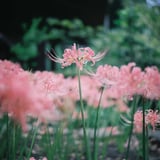 ピンクの彼岸花