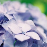 去年の鎌倉の紫陽花
