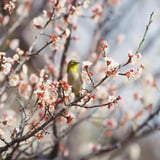 羽根木公園のウメジロー