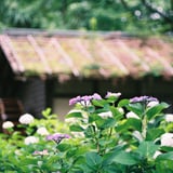 水車小屋と紫陽花