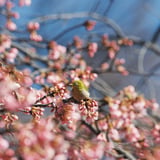 河津桜とメジロ