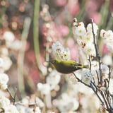 池上梅園のウメジロー