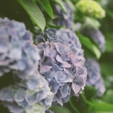 紫陽花の花咲く