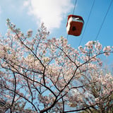 ロープウェイと桜