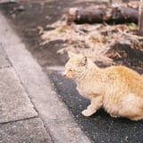 扇島駅の猫