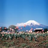 富士山とチューリップ
