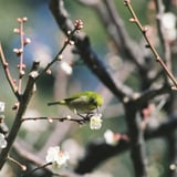 梅の蜜を吸うメジロ
