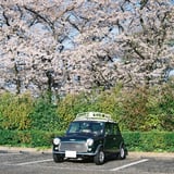 桜とローバーミニ
