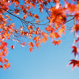 青空と紅葉