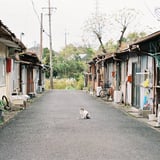 ポツンと猫