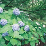 鶴舞公園の紫陽花