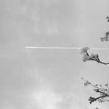 桜と飛行機雲