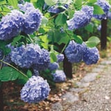 紫陽花の群集