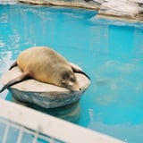 うとうと