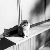 社務所の前でウトウト