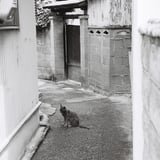 路地裏と猫
