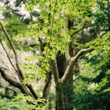 東山の緑紅葉