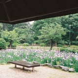 菖蒲池で雨宿り