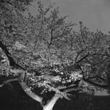 夜桜