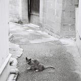路地裏と猫