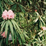 シャクナゲの花