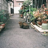 猫さん、こっち向いて