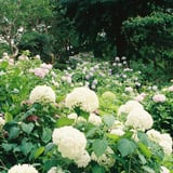 満開の紫陽花