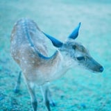 ドアップ