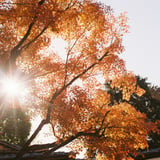 椛と光芒