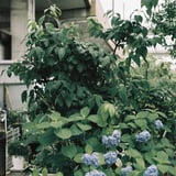 高架下にて咲く