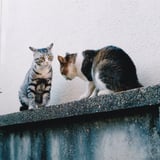 先輩と後輩