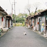 ポツンと猫