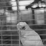 birdcage