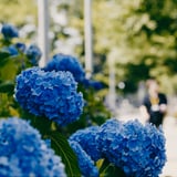 真夏の紫陽花