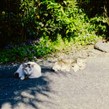 ねこが落ちています