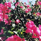 🌺