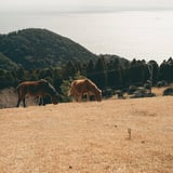 都井岬の馬