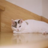 眼差し