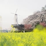 今年も桜の季節がやってくる（2021Version）