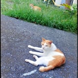だぶるぬこ