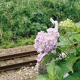 線路沿いを彩る