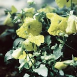 pansy