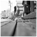 cat @2023 Yonezawa
